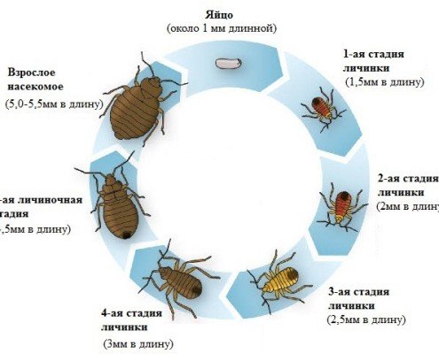 Клопы в квартире, как избавиться